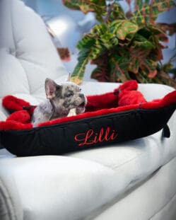 Mattes sheepskin dog bed