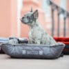 Mattes Luxury Sheepskin Dog Bed Titan with dog