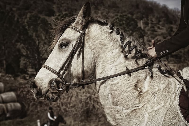 A comprehensive guide to all types of horse whips 1 All types of horse whips and how to choose one