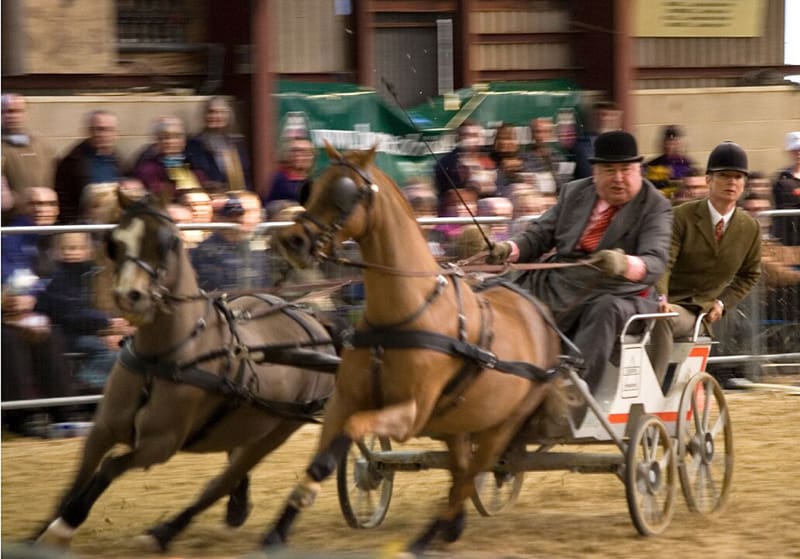 A comprehensive guide to all types of horse whips 14 Horse driving whips