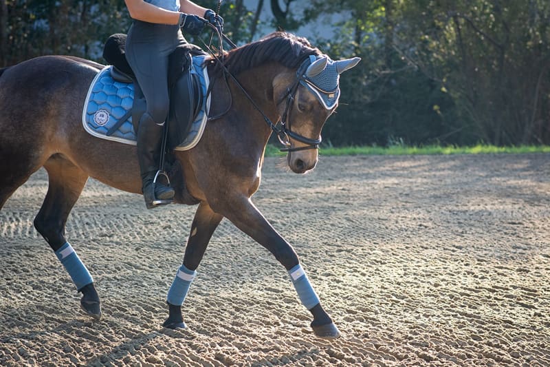 A comprehensive guide to all types of horse whips 6 riding crops