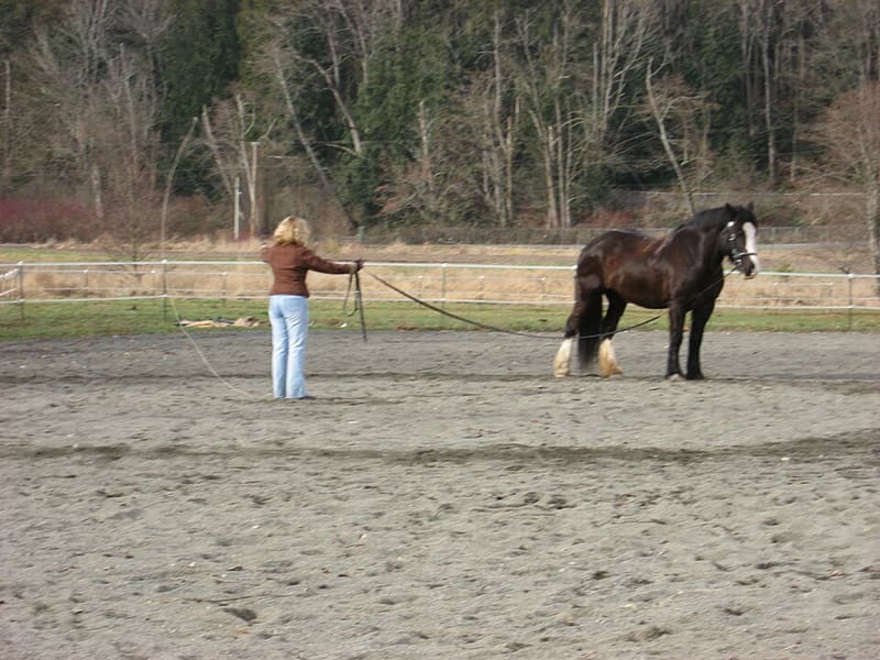 A comprehensive guide to all types of horse whips 16 Lunge Whips
