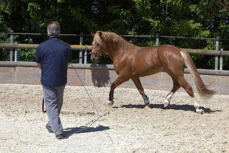 A comprehensive guide to all types of horse whips 18 Schooling whips