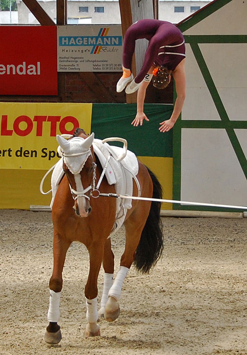 A comprehensive guide to all types of horse whips 12 vaulting whips