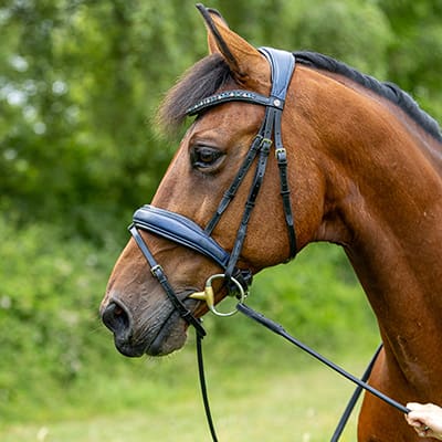 bridles