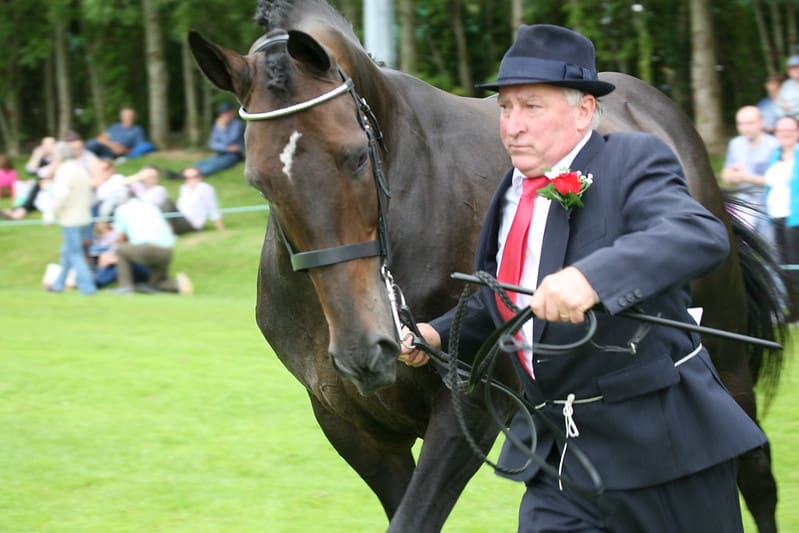 A comprehensive guide to all types of horse whips 10 show canes