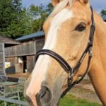 Pink Equine Personalised Leather Headcollar