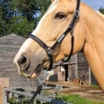 Pink Equine Personalised Leather Headcollar