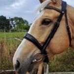 Pink Equine Personalised Leather Headcollar