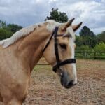 Pink Equine Personalised Leather Headcollar