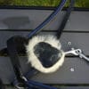 Pink Equine Leather Headcollar DSC02986
