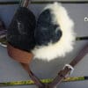 Pink Equine Leather Headcollar DSC03025