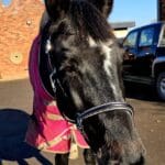 black personalised headcollar