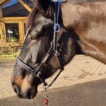 Pink Equine Personalised Leather Headcollar