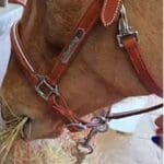 Pink Equine Personalised Leather Headcollar