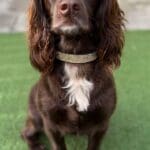 8 line diamond collar