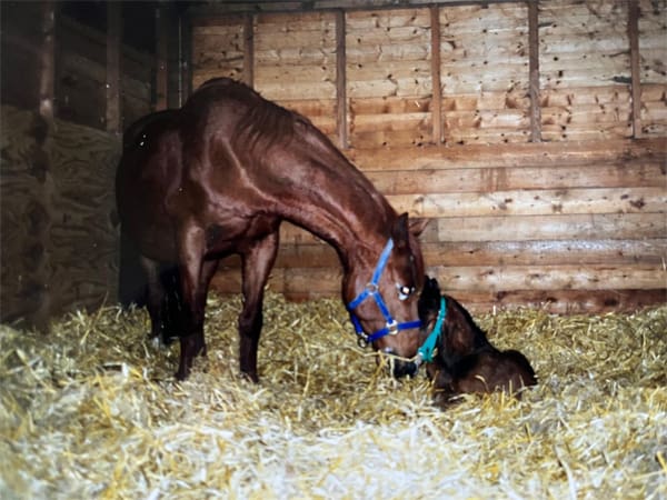 The Pink Equine Story 2 Kelly and her second foal Blue