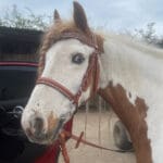 Pink Equine Sport Colour Piped Custom Crystal Bridle