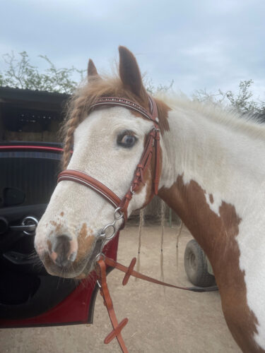 Click to view full screen Pink Equine Sport Colour Piped Custom Crystal Bridle photo review