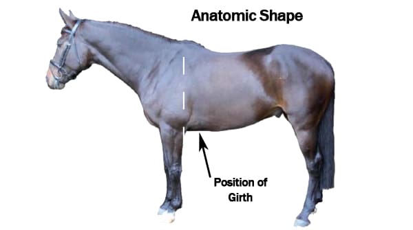 Best Horse Girths: A Comprehensive Buyer’s Guide 4 Anatomic Shaped Horse