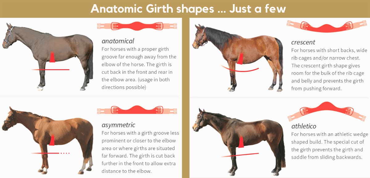 Best Horse Girths: A Comprehensive Buyer’s Guide 11 Best Horse Girths