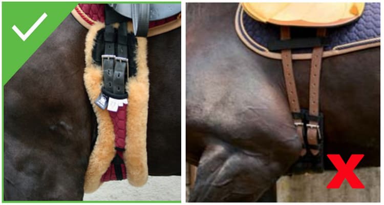 What Is an Anatomical Girth? Benefits, Fit Advice & Top Girths for Your Horse 5 Fitting an anatomical girth 1