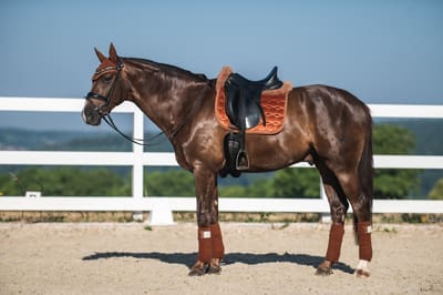 Orange Saddle Pads 1 Orange Saddle Pad