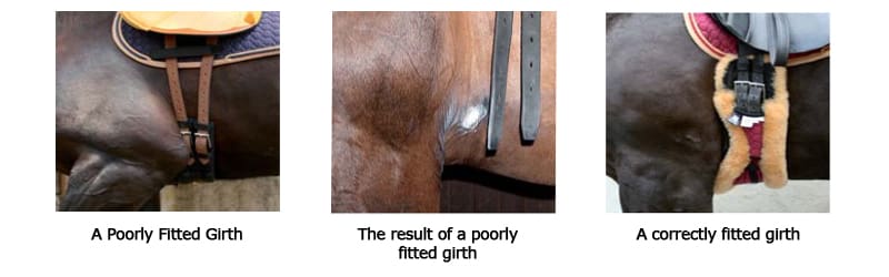 Best Horse Girths: A Comprehensive Buyer’s Guide 1 best horse girths