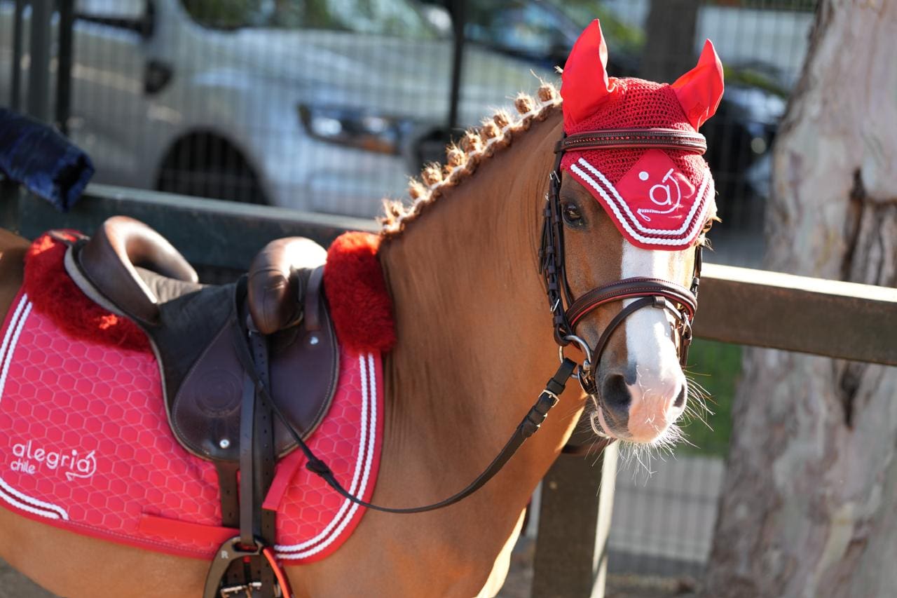 horse rug embroidery