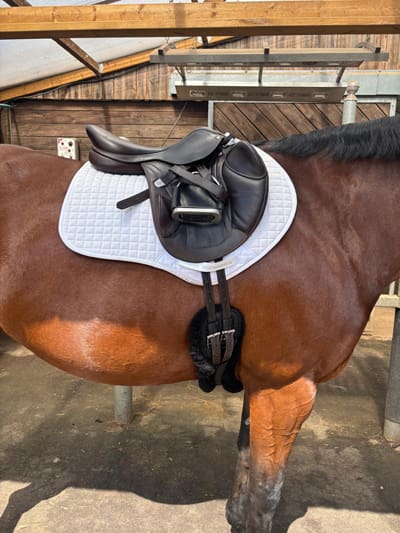 Best Horse Girths: A Comprehensive Buyer’s Guide 3 jumping girths