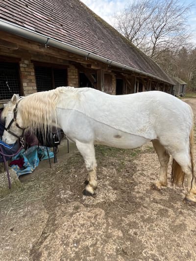 best girths for slipping saddles