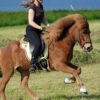 Mattes Special Cotton Short Girth on Pony
