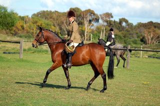 Breed Society and Showing Whip Rules