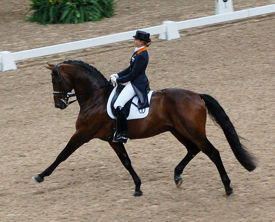 FEI dressage rules