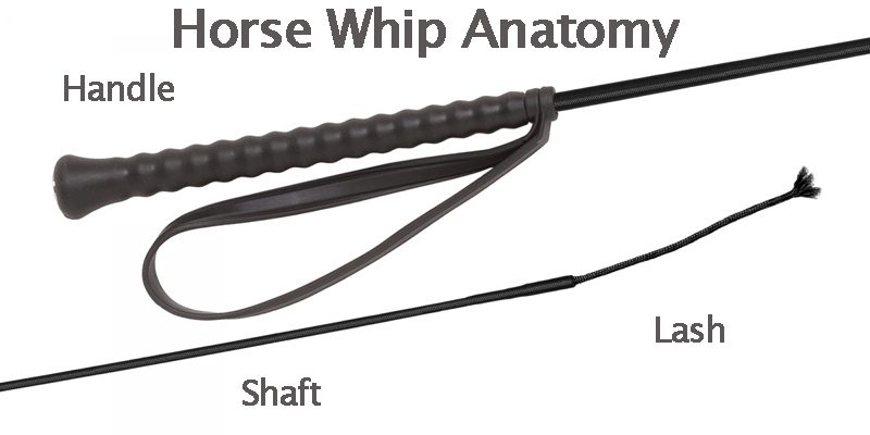 horse whip anatomy