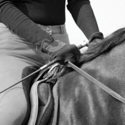 How to hold a horse whip (step by step guide)