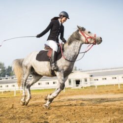 how to use a horse whip