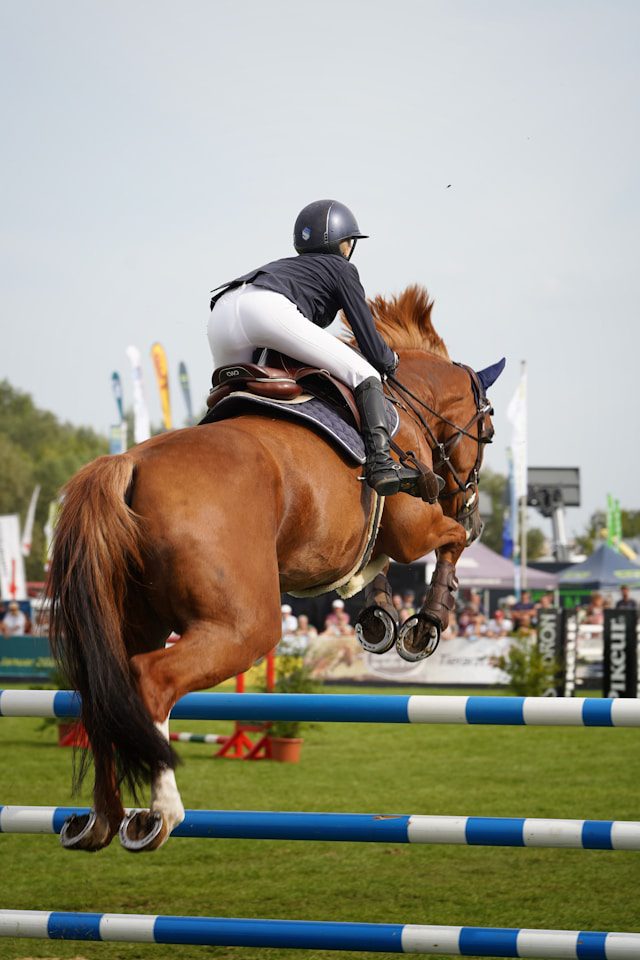 british show jumping whip rules