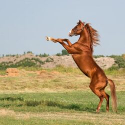 choosing the right whip for your horses temperament