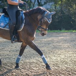 how to choose the right whip for your discipline