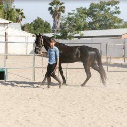 whips for young horses