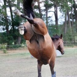 why horses become whip sour