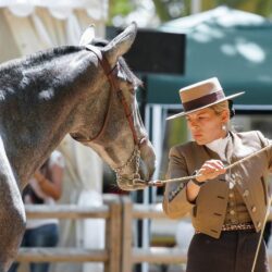 expensive riding whips