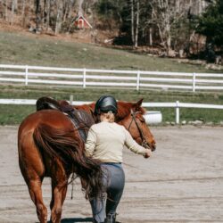 reliable schooling whips for everyday riding