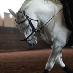 fleck dressage horse whips