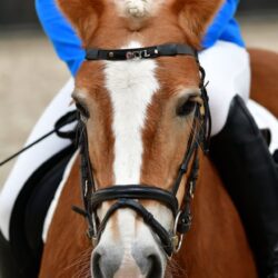 equestrian whips and crops