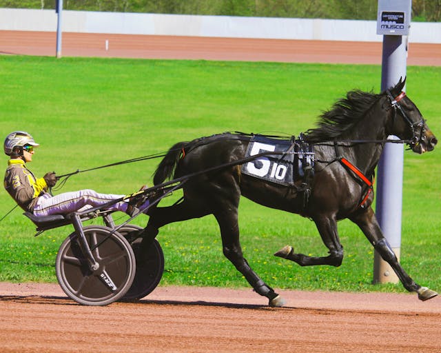 driving whips, trotting whips, harness racing