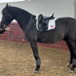 Mattes Custom All Purpose Half Pad 3 Mattes dressage saddle pad with sheepskin