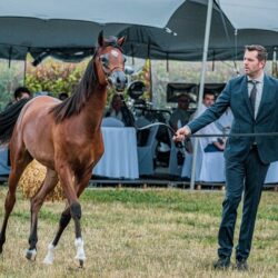 premium riding crops