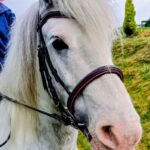 Pink Equine Custom Colour Piped Ergonomic Wave Bridle